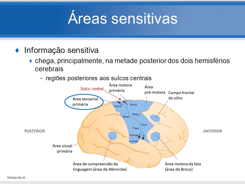 Organização funcional do córtex cerebral slide 4