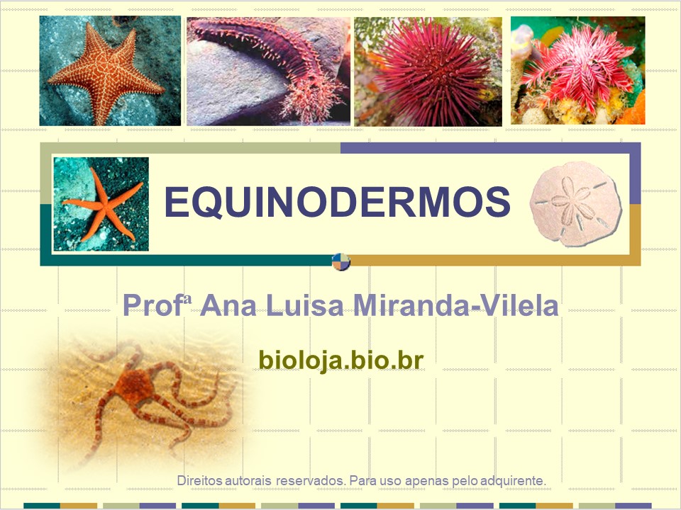 Equinodermos slide 0