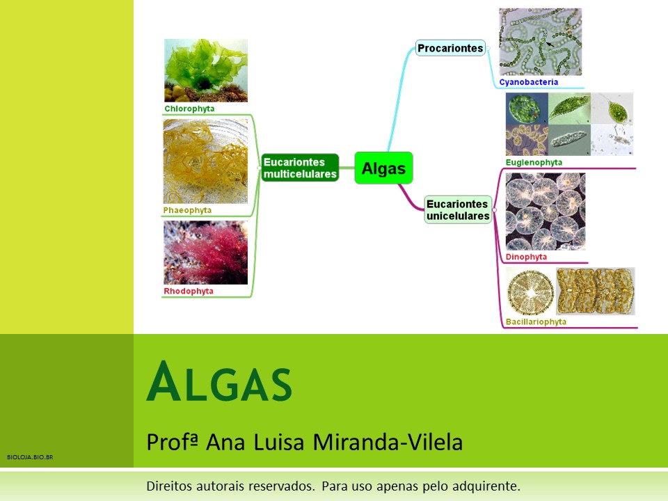 Algas slide 0