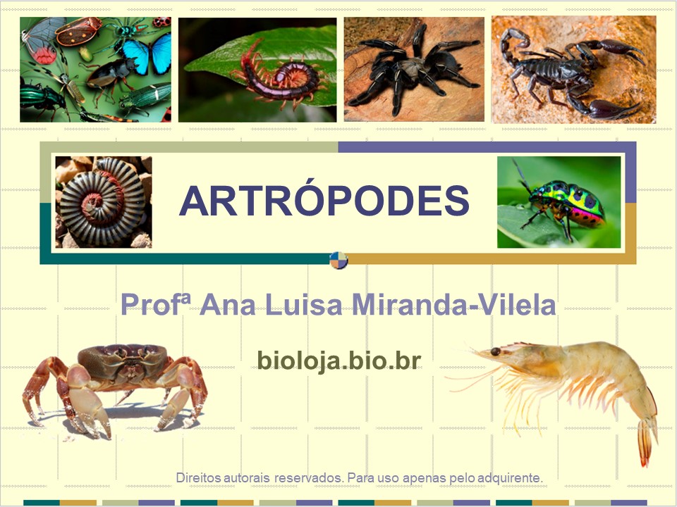 Artrópodes slide 0
