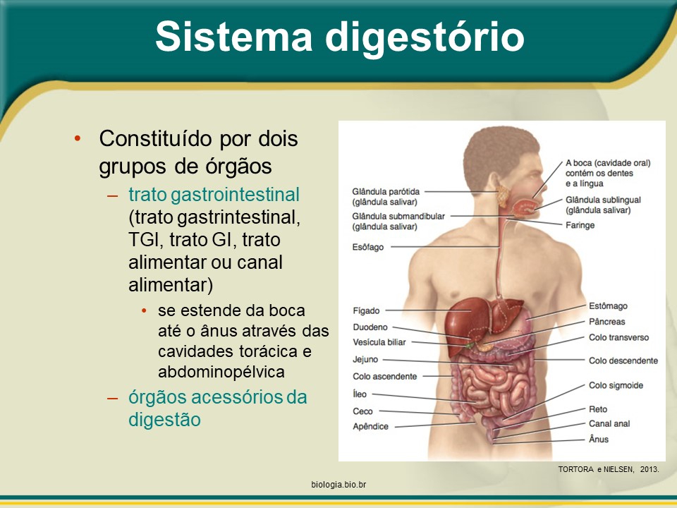Sistema digestório: Visão geral (BRINDE: Colesterol) slide 1