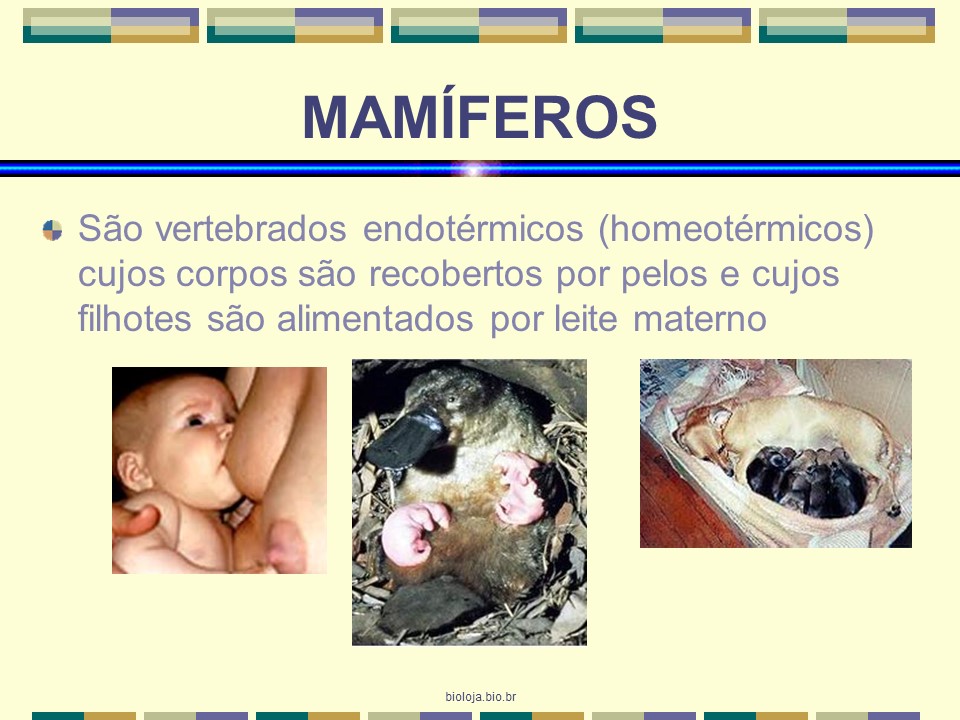 Mamíferos slide 1