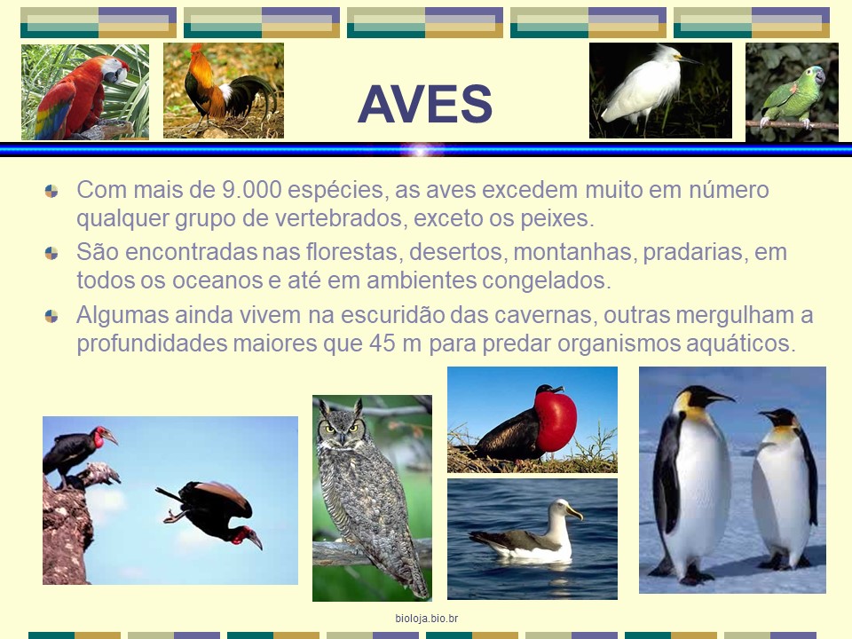 Aves slide 1