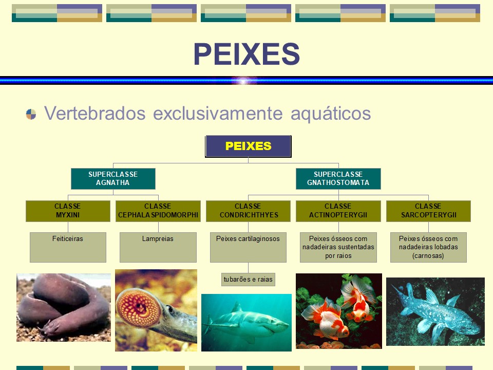 Peixes slide 1