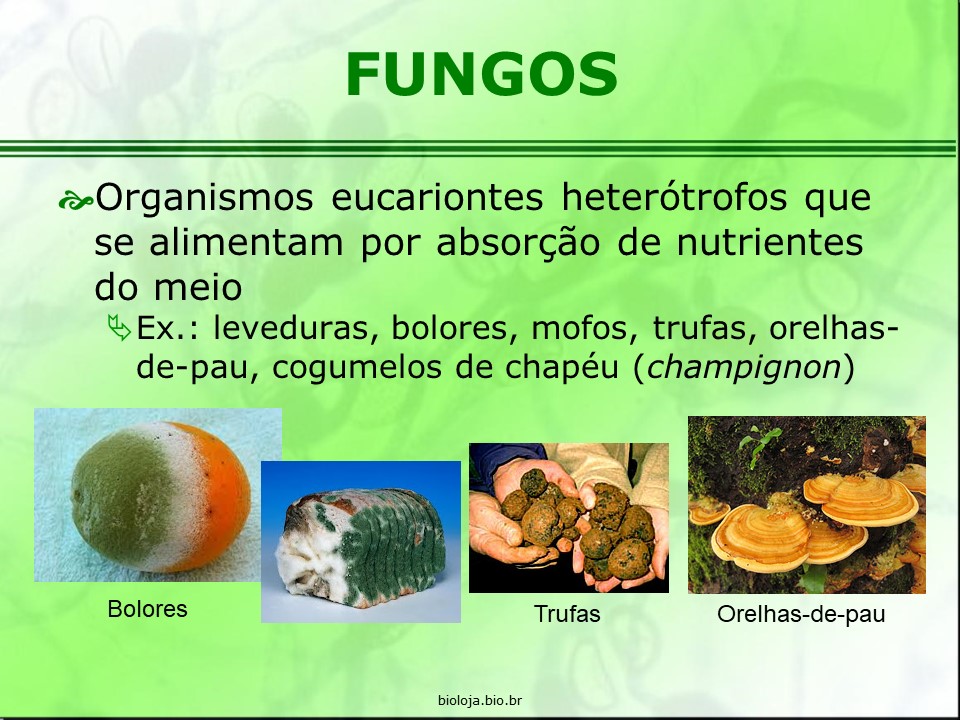 Fungos slide 1