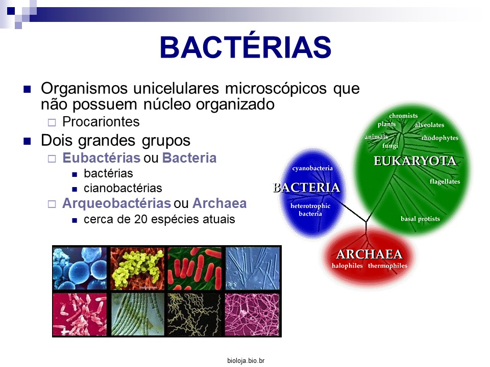 Bactérias slide 1