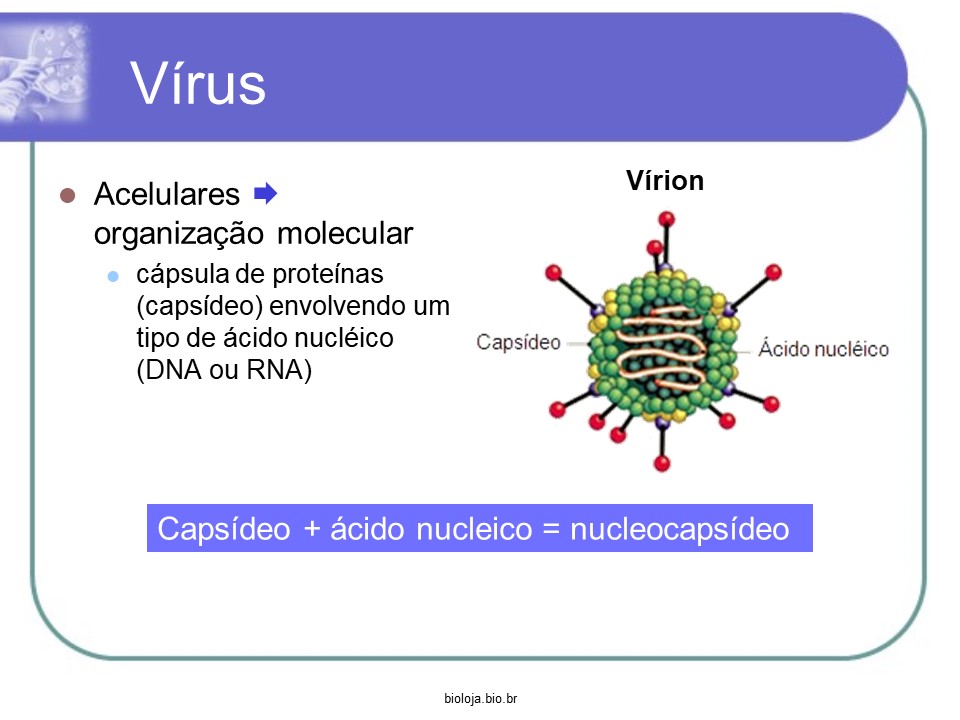 Vírus slide 1