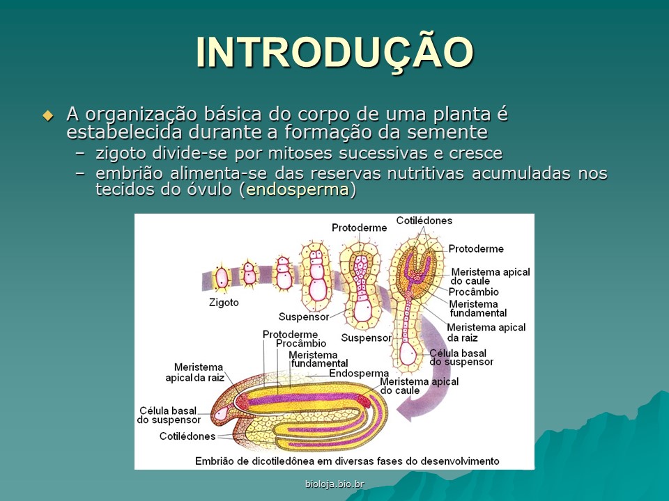Morfologia interna das plantas (histologia vegetal) slide 1