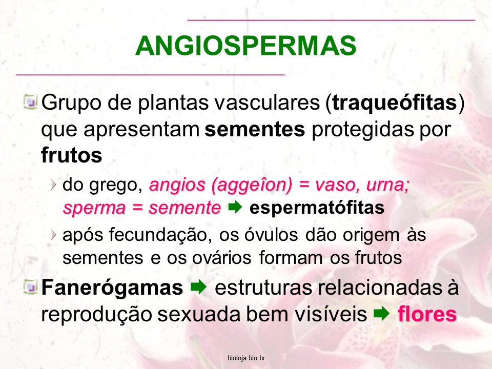 Angiospermas slide 1