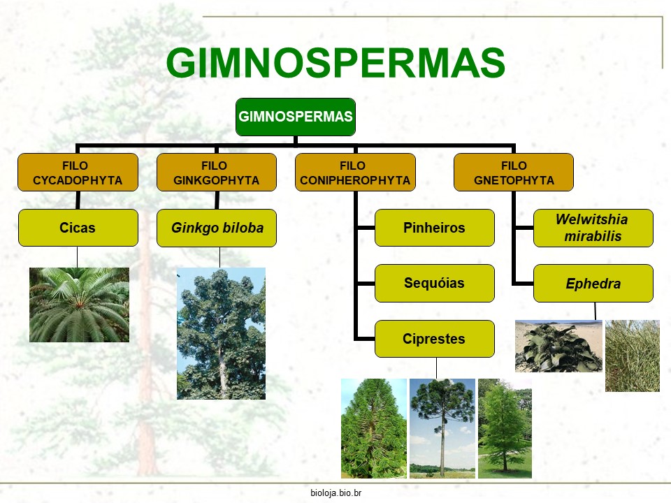 Gimnospermas slide 1