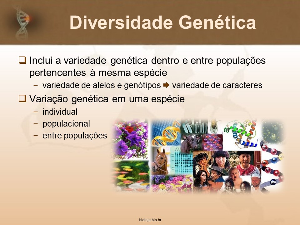 Origem e Manutenção da Diversidade Genética slide 1