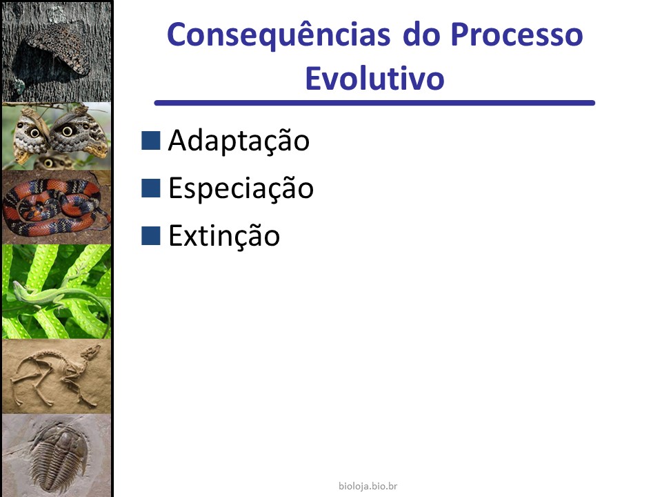 Consequências do processo evolutivo: adaptação, especiação e extinção slide 1