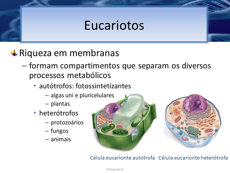 Organização gênica e regulação da expressão em eucariotos slide 1