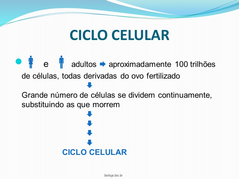 Controle e regulação do ciclo celular slide 1