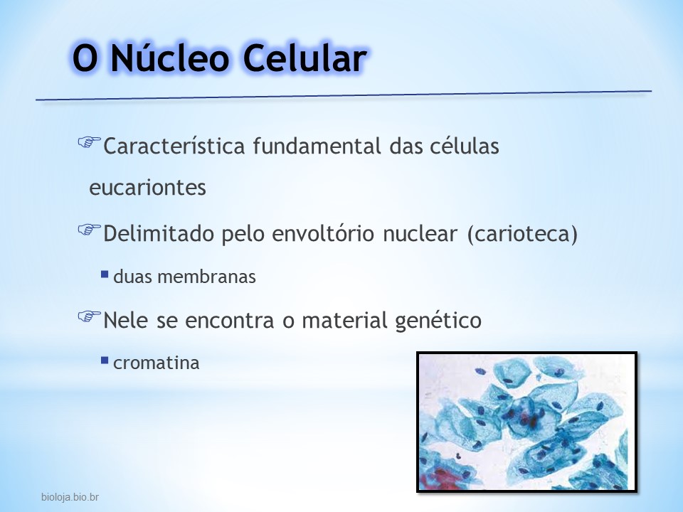 Núcleo celular slide 1