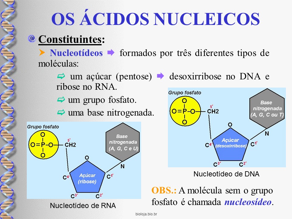 Estrutura e função dos ácidos nucleicos slide 1