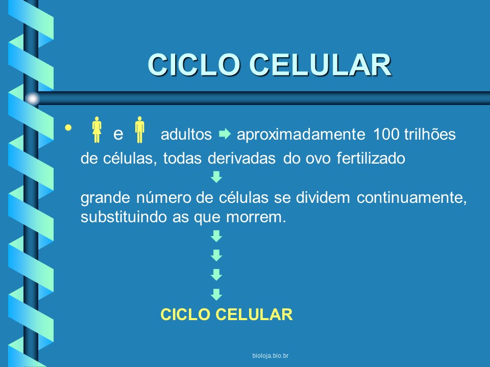 Ciclo celular slide 1