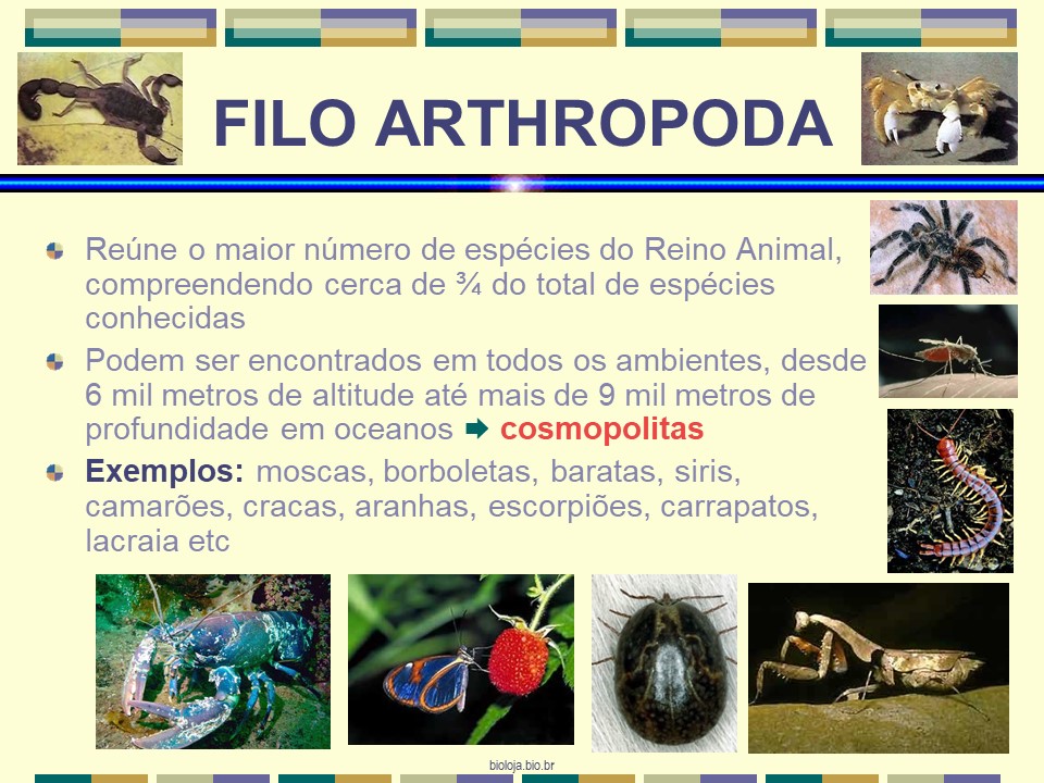 Artrópodes slide 1