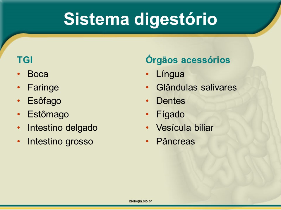 Sistema digestório: Visão geral (BRINDE: Colesterol) slide 2