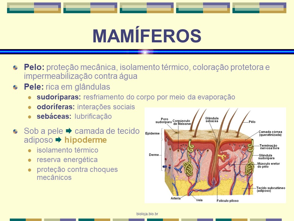 Mamíferos slide 2