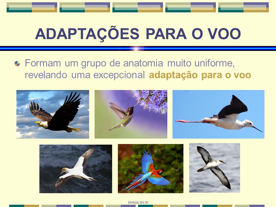 Aves slide 2