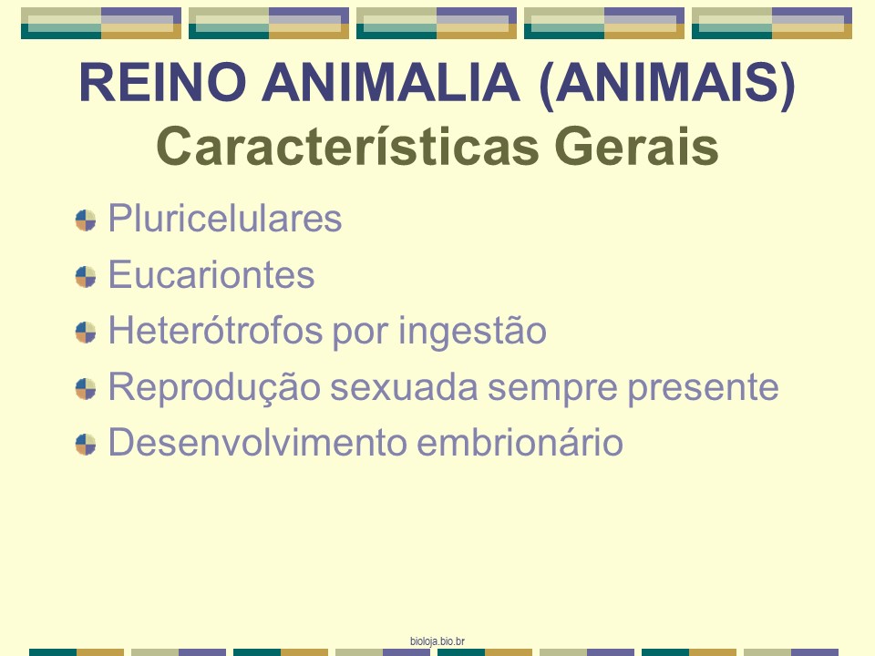 Introdução aos animais slide 2