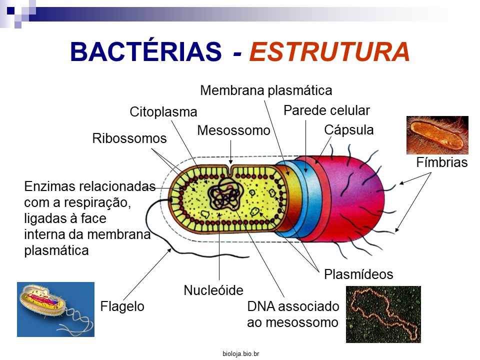 Bactérias slide 2