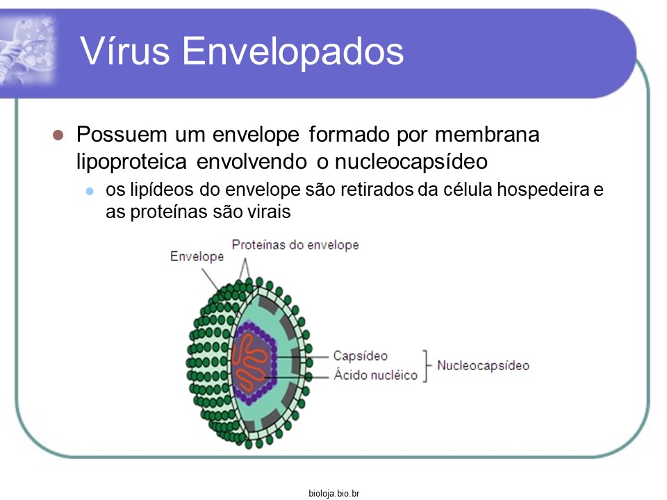 Vírus slide 2