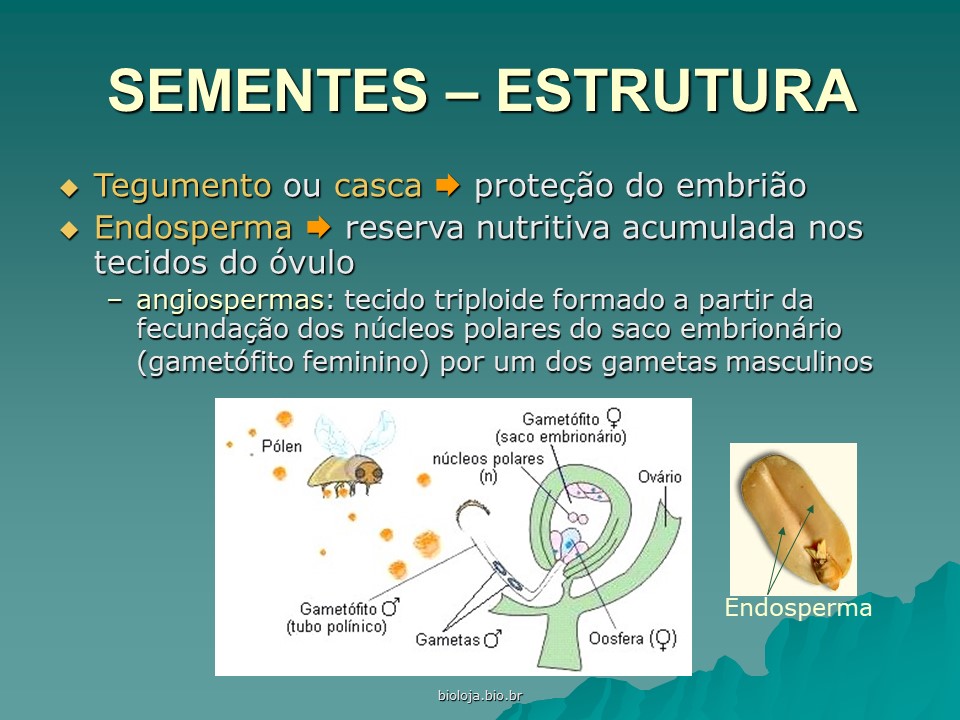 Morfologia interna das plantas (histologia vegetal) slide 2