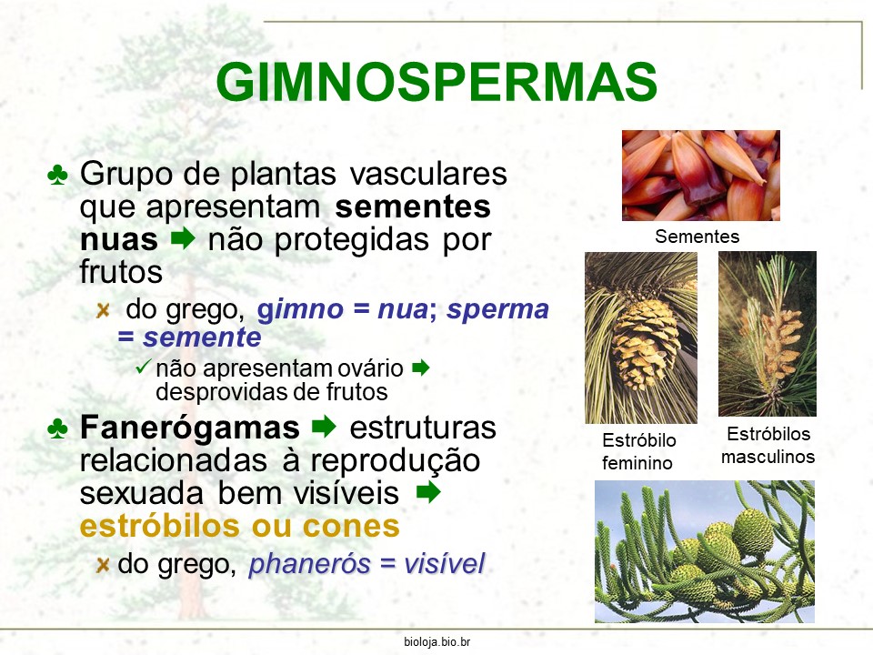 Gimnospermas slide 2