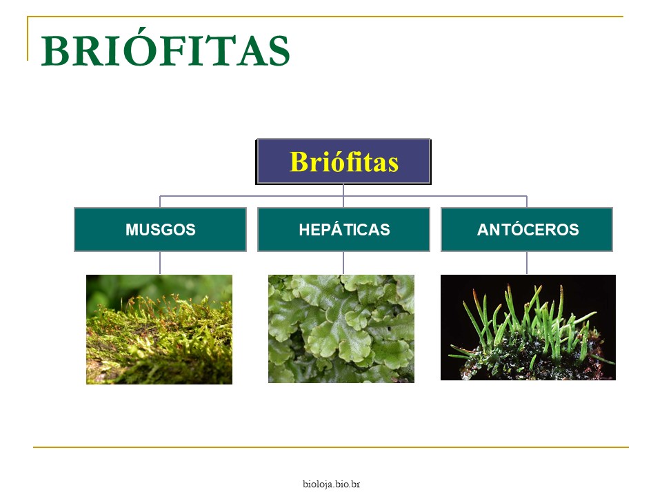 Briófitas e Pteridófitas slide 2