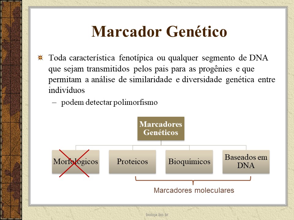 Marcadores genéticos: desenvolvimento e aplicações slide 2