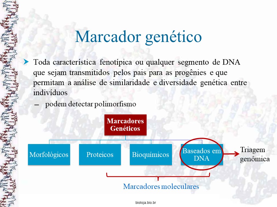 Impressões digitais do DNA (DNA fingerprinting) slide 2