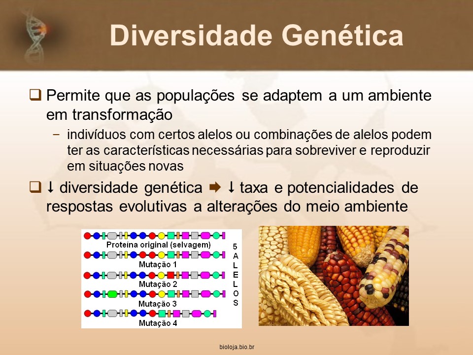 Origem e Manutenção da Diversidade Genética slide 2