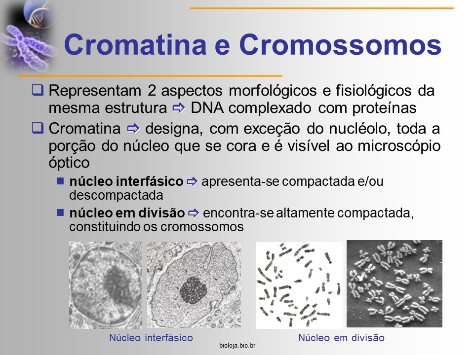 Estrutura, funcionamento e alterações no cromossomo eucariótico slide 2
