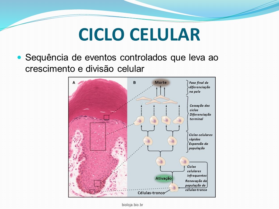 Controle e regulação do ciclo celular slide 2