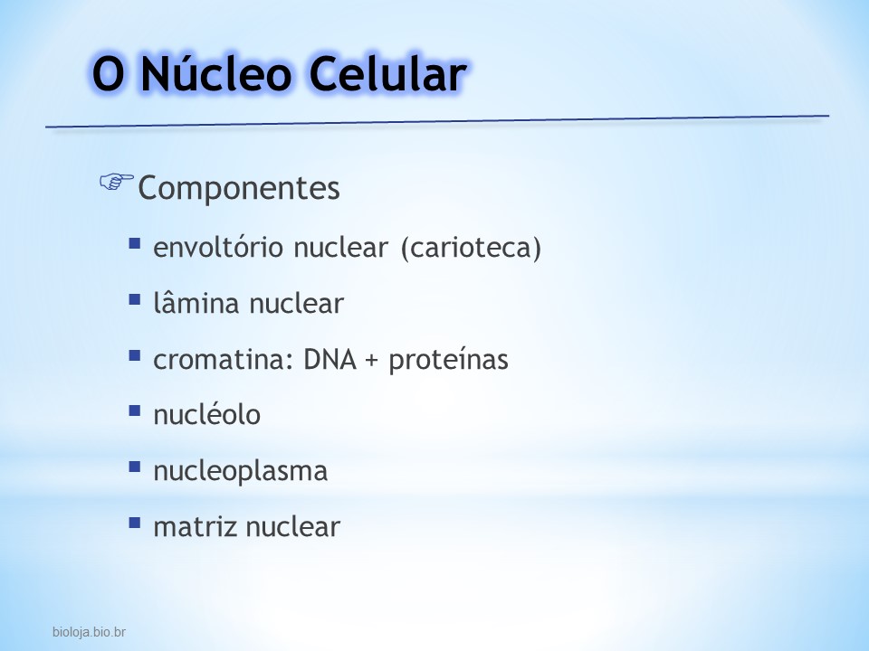 Núcleo celular slide 2
