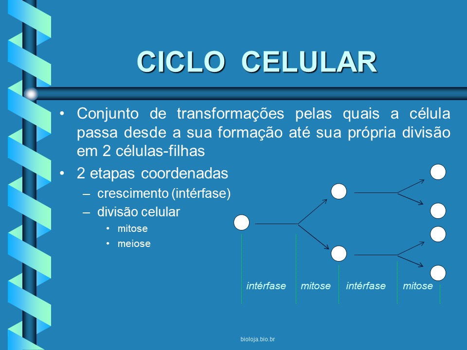 Ciclo celular slide 2