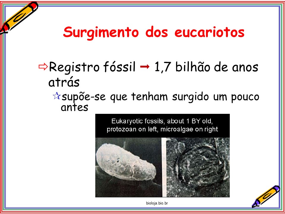 Protozoários slide 2