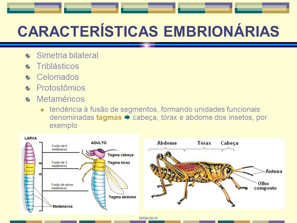 Artrópodes slide 2