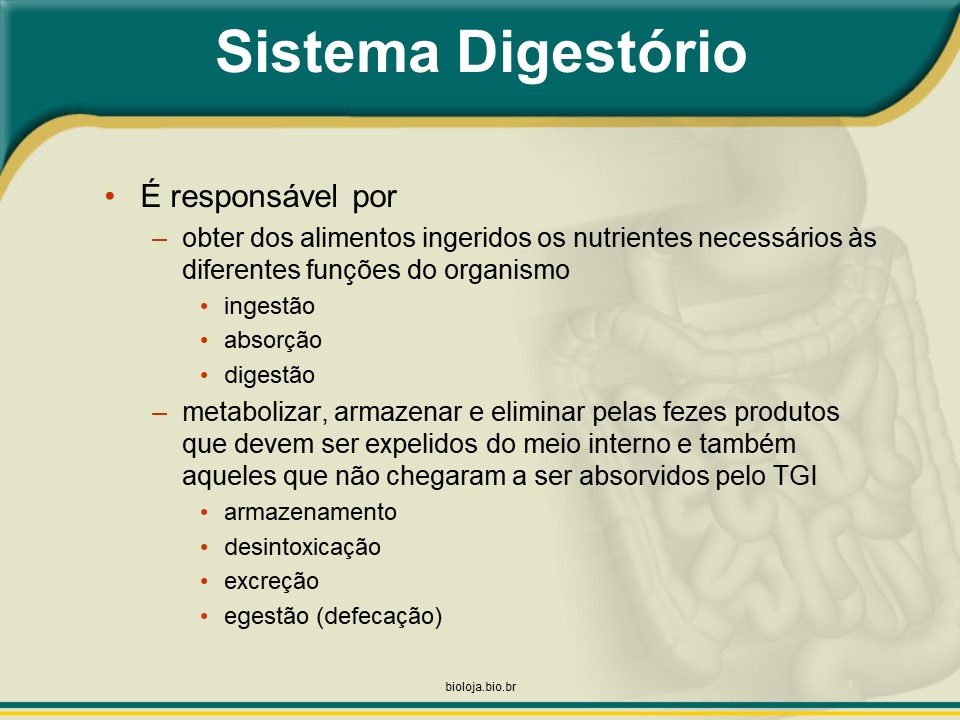 Sistema digestório: Visão geral (BRINDE: Colesterol) slide 3