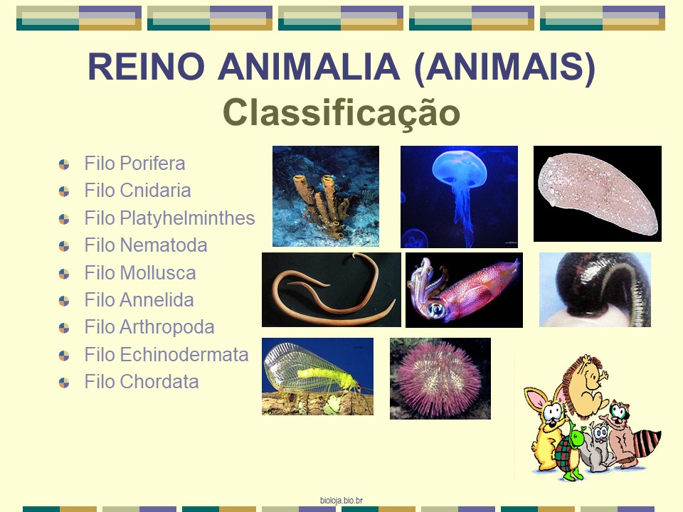 Introdução aos animais slide 3