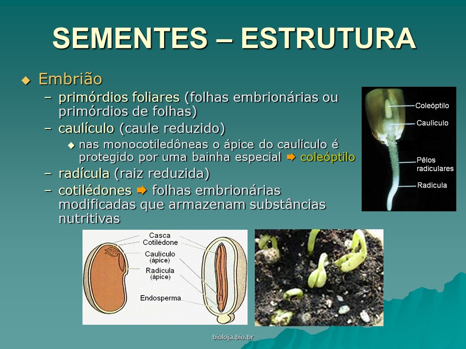 Morfologia interna das plantas (histologia vegetal) slide 3