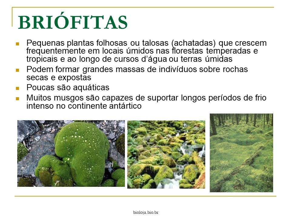 Briófitas e Pteridófitas slide 3