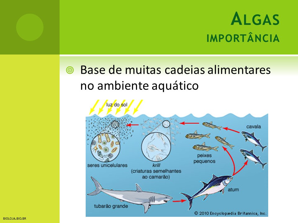 Algas slide 3