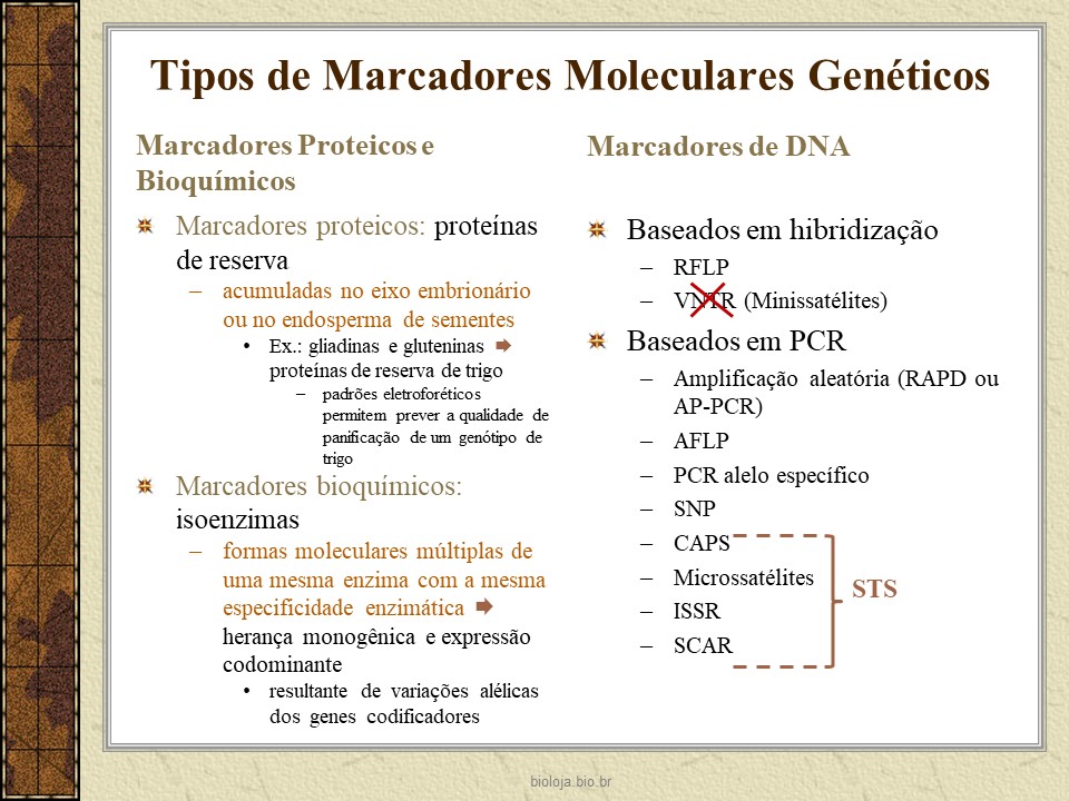 Marcadores genéticos: desenvolvimento e aplicações slide 3