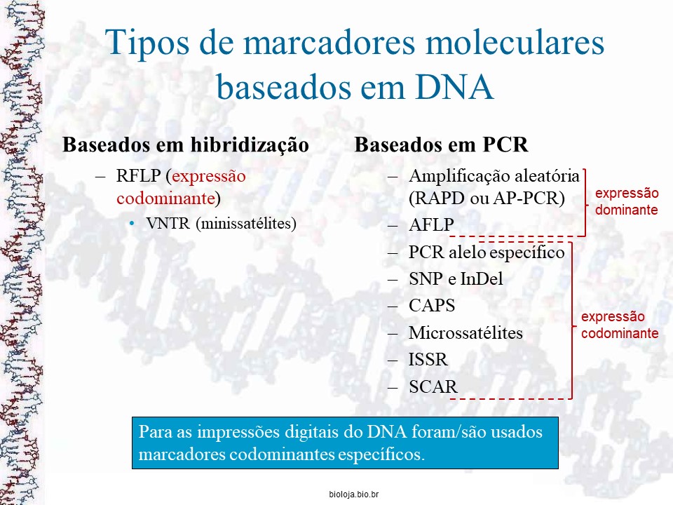 Impressões digitais do DNA (DNA fingerprinting) slide 3