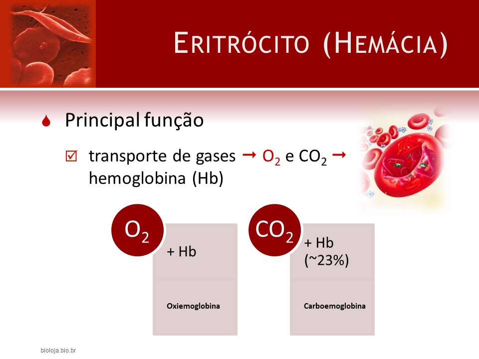 Hemoglobinas e hemoglobinopatias slide 3