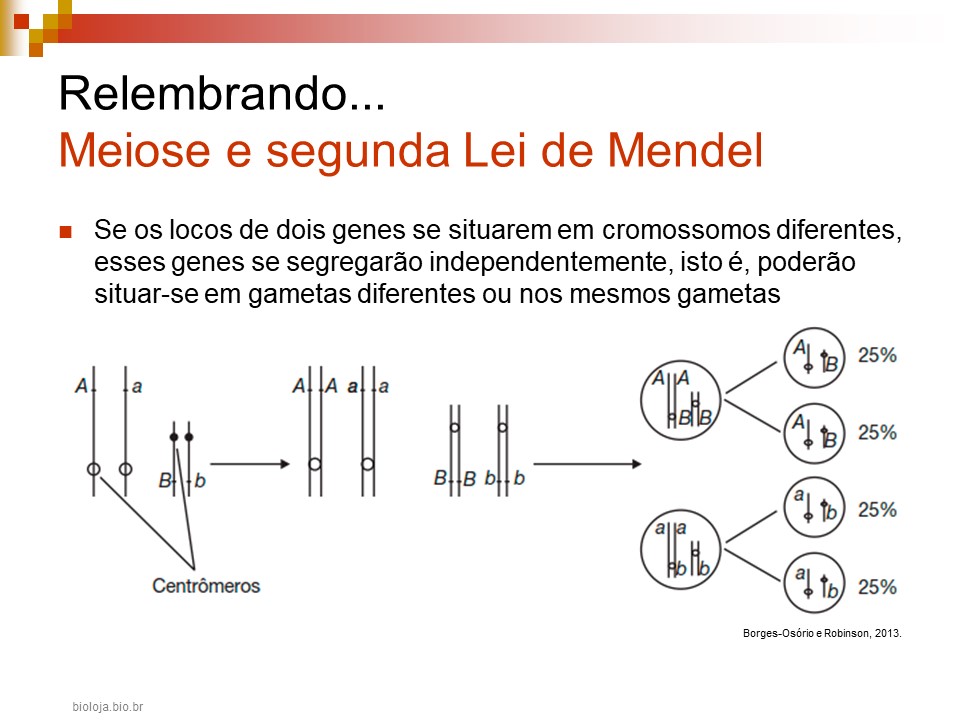 Mendelismo e suas extensões slide 3