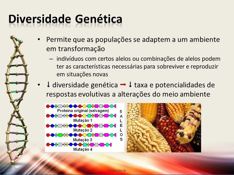 Mecanismos de recombinação genética slide 3